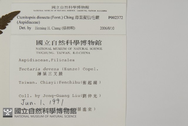 薄葉擬肋毛蕨藏品圖，第2張