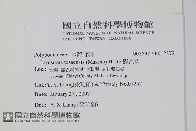 擬瓦葦藏品圖，第2張