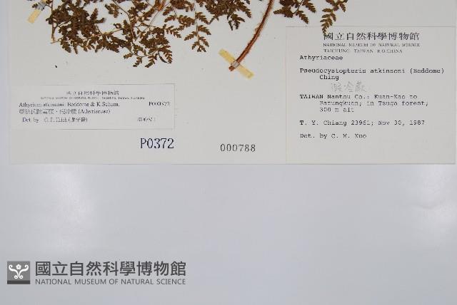 亞德氏蹄蓋蕨、假冷蕨藏品圖，第5張