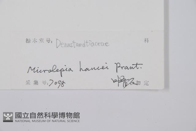 華南鱗蓋蕨藏品圖，第2張