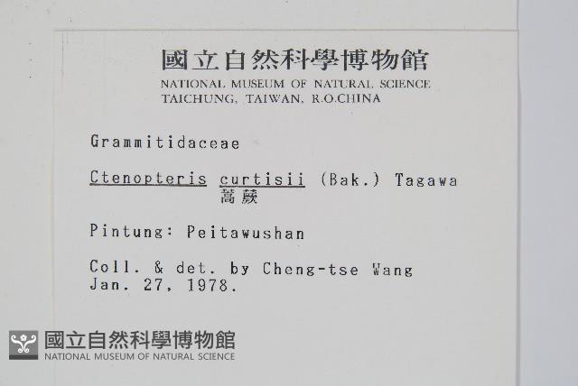 蒿蕨藏品圖，第2張