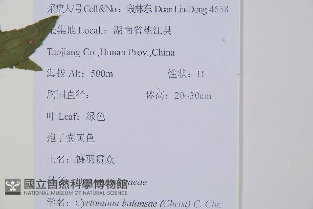 鐮羽貫眾藏品圖，第2張