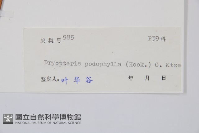 柄葉鱗毛蕨藏品圖，第2張