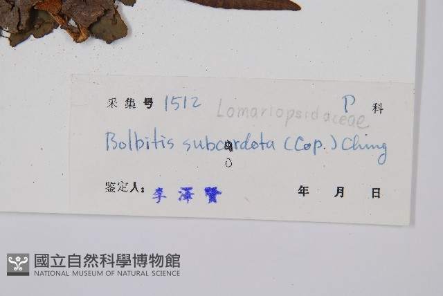 海南實蕨藏品圖，第2張
