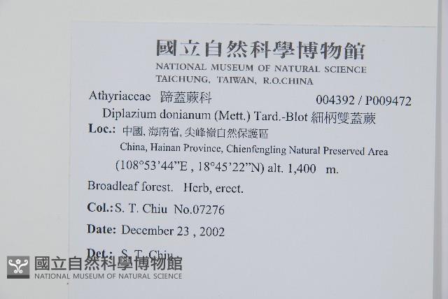 細柄雙蓋蕨藏品圖，第2張