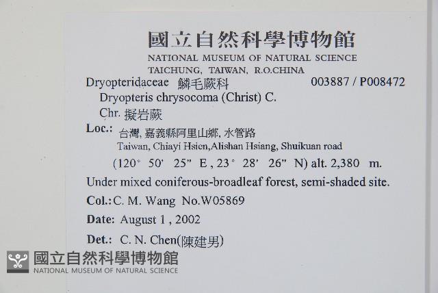 擬岩蕨藏品圖，第2張