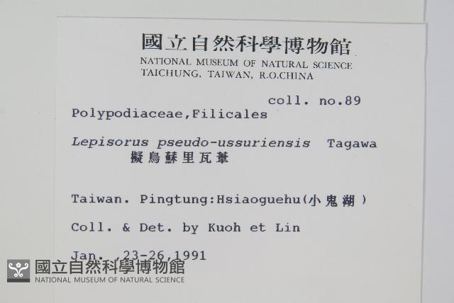 擬烏蘇里瓦葦藏品圖，第2張