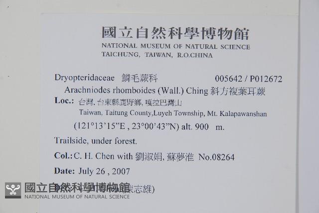 小葉複葉耳蕨藏品圖，第2張
