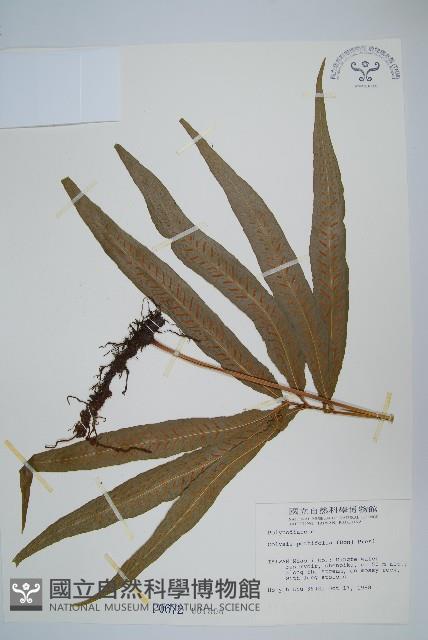 大線蕨藏品圖，第1張