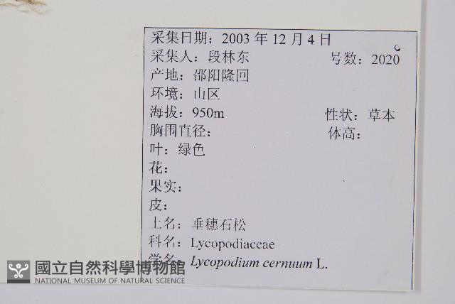 過山龍藏品圖，第2張