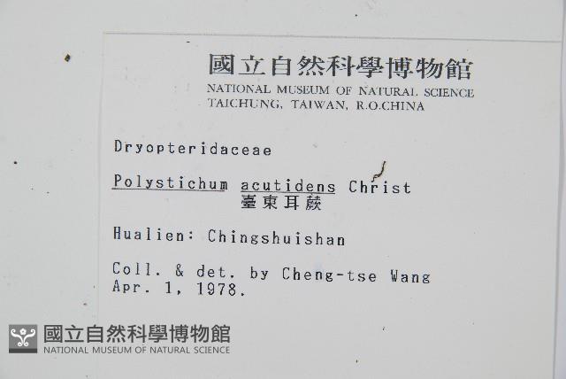 臺東耳蕨藏品圖，第2張