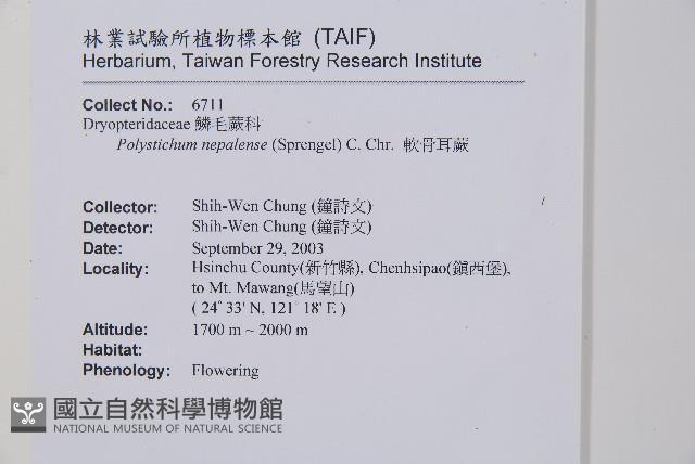 軟骨耳蕨藏品圖，第2張