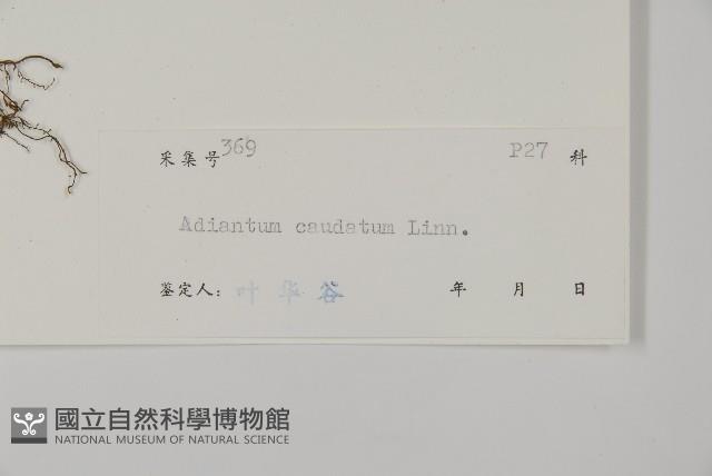 鞭葉鐵線蕨藏品圖，第2張