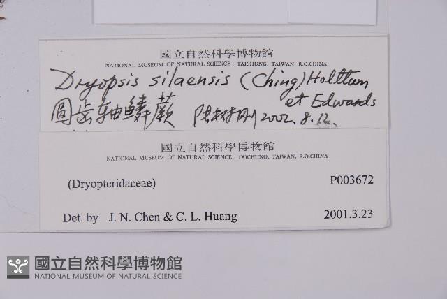 圓齒軸鱗蕨藏品圖，第2張