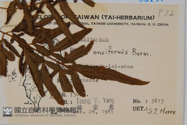 箭葉鳳尾蕨藏品圖，第2張