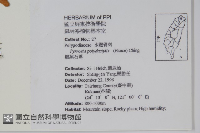 槭葉石葦藏品圖，第2張
