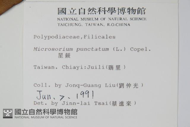 星蕨藏品圖，第2張