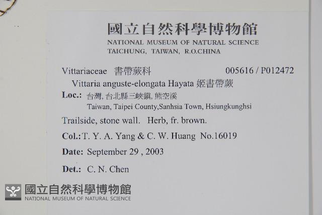 姬書帶蕨藏品圖，第2張