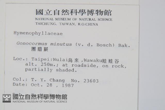 團扇蕨藏品圖，第2張