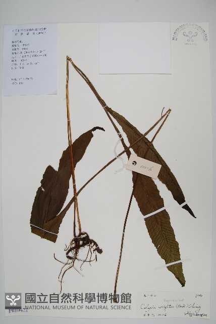 萊氏線蕨藏品圖，第1張