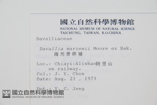 海州骨碎補藏品圖，第2張