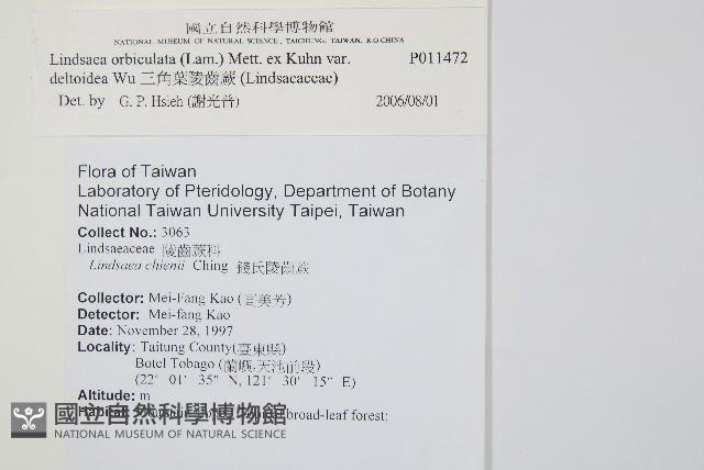 三角葉陵齒蕨藏品圖，第2張