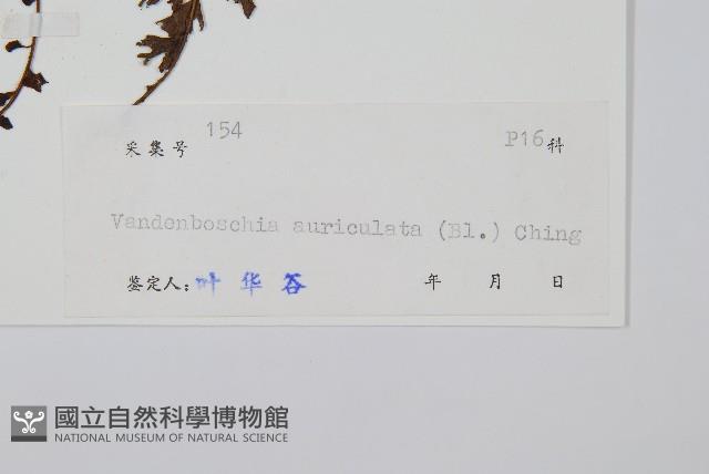 瓶蕨藏品圖，第2張