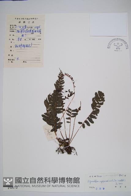 刺蕨藏品圖，第1張