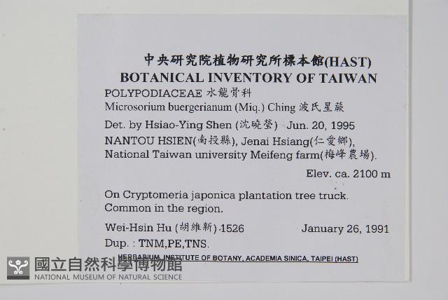 波氏星蕨藏品圖，第2張