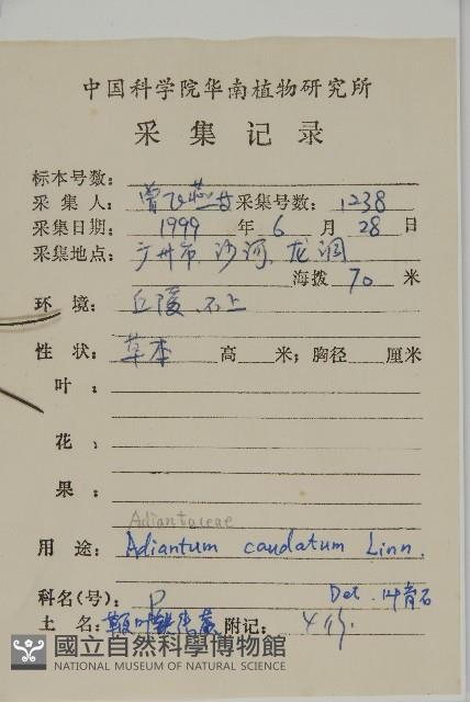 鞭葉鐵線蕨藏品圖，第2張