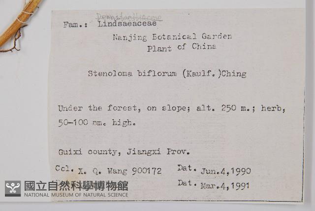 闊片鳥蕨藏品圖，第2張