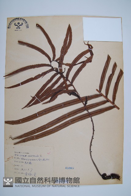 烏毛蕨藏品圖，第1張