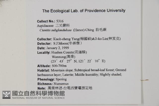 肋毛蕨藏品圖，第2張