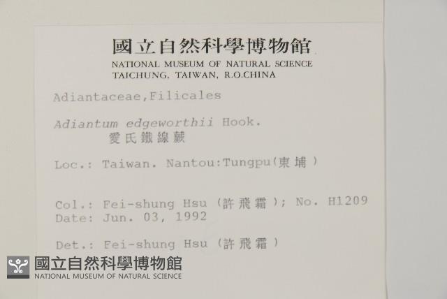 愛氏鐵線蕨藏品圖，第2張