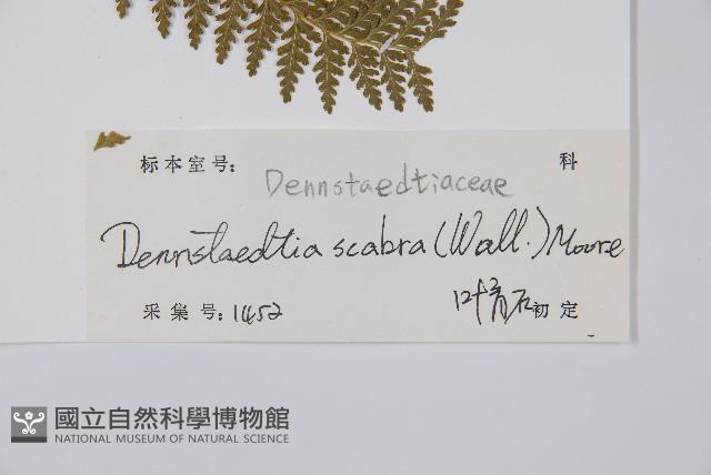 碗蕨藏品圖，第2張