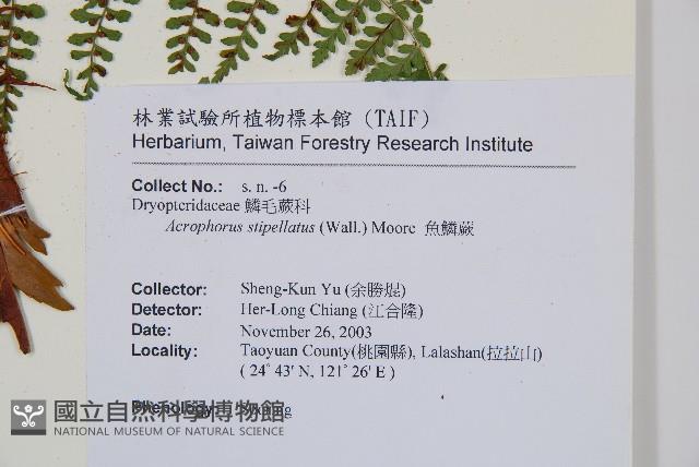 魚鱗蕨藏品圖，第5張