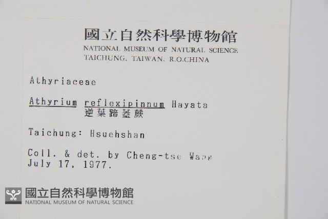 逆葉蹄蓋蕨、逆羽蹄蓋蕨藏品圖，第2張