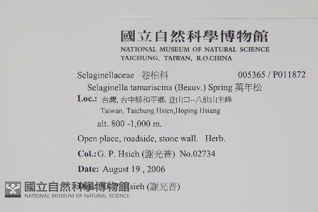 萬年松藏品圖，第2張