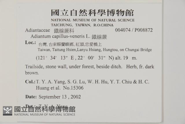 鐵線蕨藏品圖，第2張