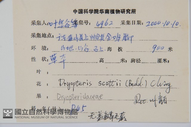 史氏鱗毛蕨藏品圖，第2張