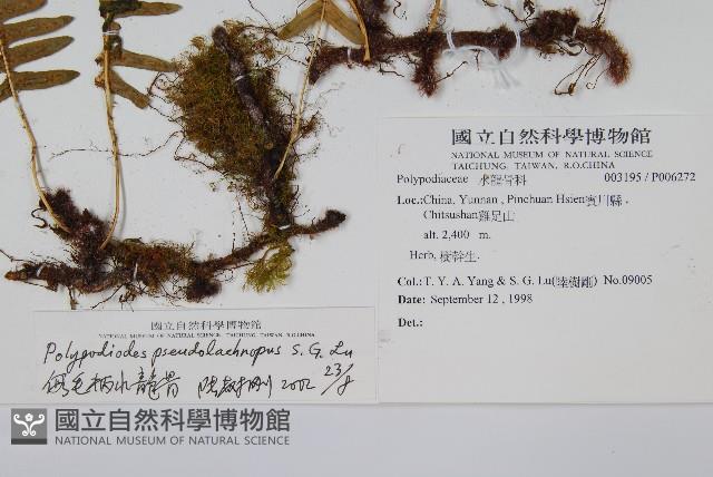 假毛柄水龍骨藏品圖，第2張