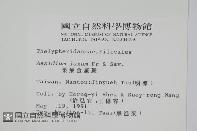 柔葉金星蕨藏品圖，第2張