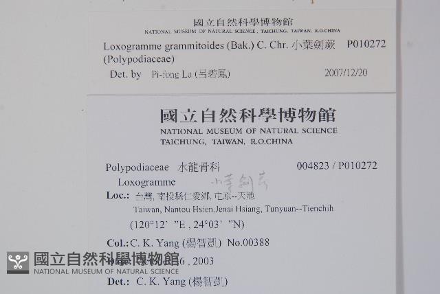 小葉劍蕨藏品圖，第2張