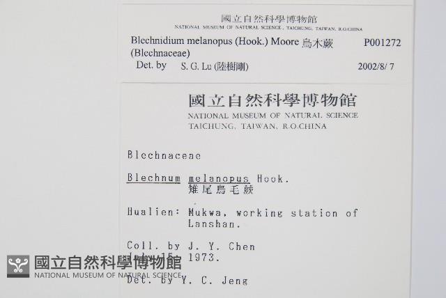 雉尾烏毛蕨藏品圖，第2張