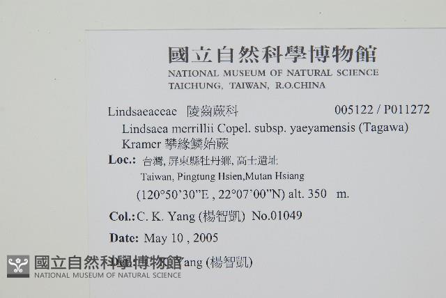 攀緣鱗始蕨藏品圖，第2張