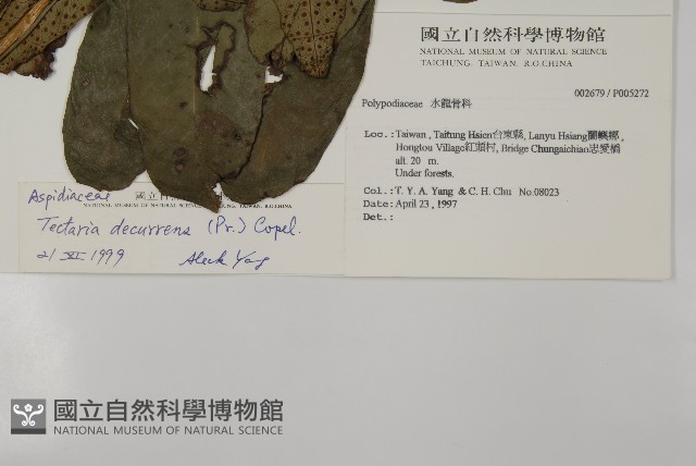 翅柄三叉蕨藏品圖，第2張