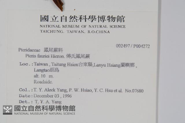 傅氏鳳尾蕨藏品圖，第2張