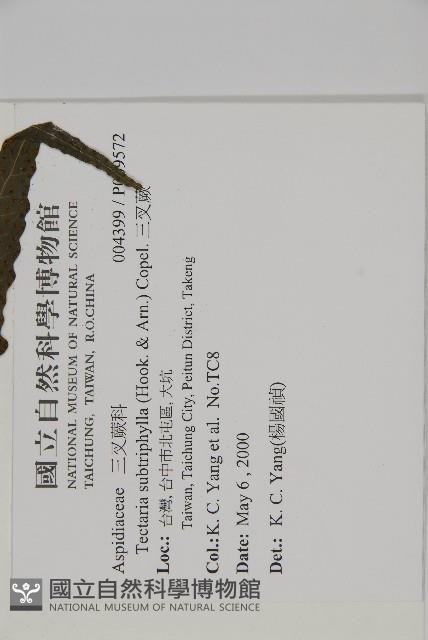 三叉蕨藏品圖，第2張