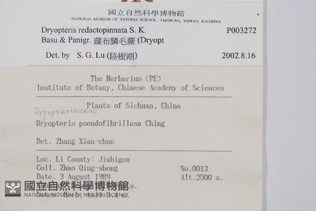 藏布鱗毛蕨藏品圖，第2張