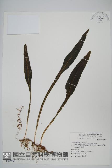 萊氏線蕨藏品圖，第1張